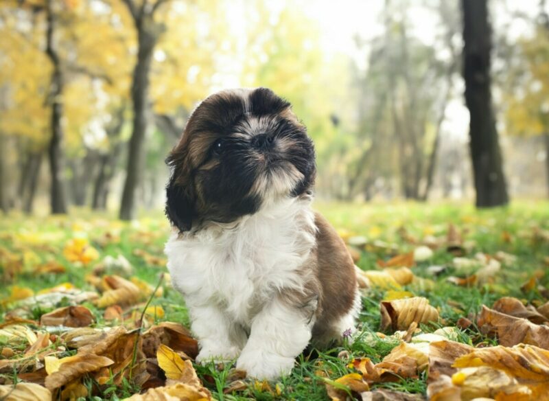 shih tzu